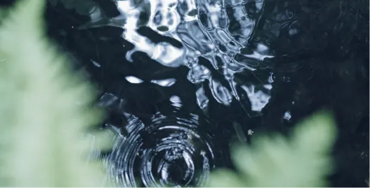 澄んだ天然水の水面