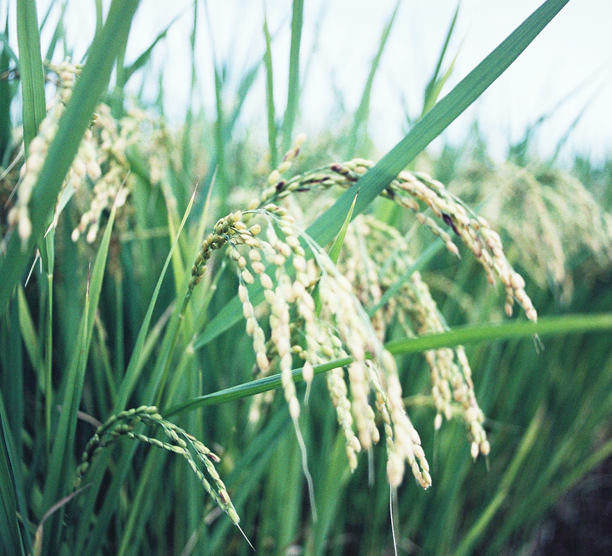 お水とお米の繋がり
