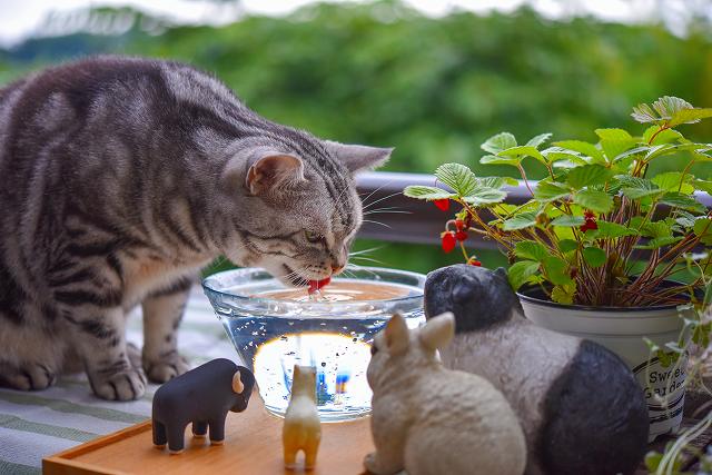 お水を飲む猫ちゃんの画像
