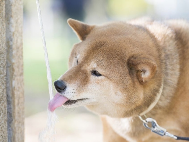 犬の水分補給で大切なこと！与え方やおすすめのお水は？