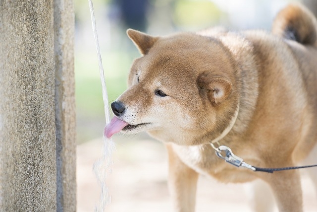犬の水分補給で大切なこと！与え方やおすすめのお水は？